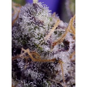 Banana Cream Cake XL Auto. Photo 2